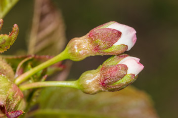 A flower on a branch of cherry