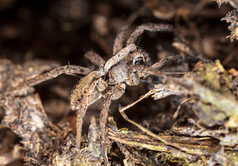 The spider sits in the ground