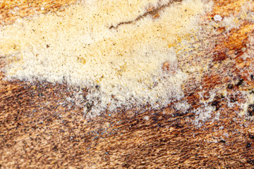 Mold in mushrooms on a wooden background