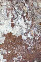 Mold in mushrooms on a wooden background
