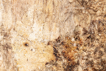 Mold in mushrooms on a wooden background