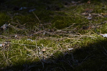 Beautiful green moss on the floor, moss closeup, macro. Beautiful background of moss for wallpaper.