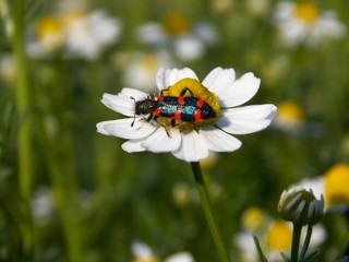 beetle on chamomile flower