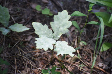 Small oak plant in the garden. Tree oak planted in the soil substrate. Seedlings or plants illuminated by the side light. Highly lighted oak leaves with dark background and green grass.