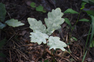 Small oak plant in the garden. Tree oak planted in the soil substrate. Seedlings or plants illuminated by the side light. Highly lighted oak leaves with dark background and green grass.