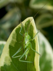 grasshopper on the plant leaf