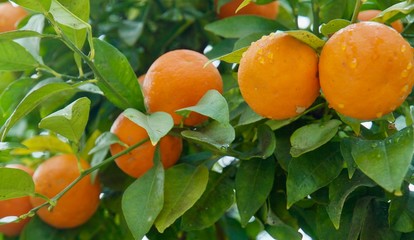 Fresh oranges are hanging on an orange tree