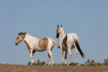 Obraz premium Beautiful Wild Horses in Spring in the Utah Desert