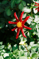 Close-up of the Dahlia Honka Surprise