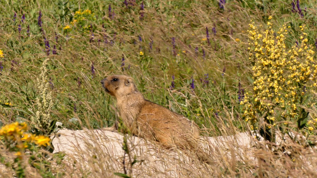 The bobak marmot (Marmota bobak) is a large rodent, family	Sciuridae. He lives in the steppes of Eurasia, in burrows. A very rare species.