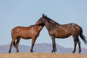 Beautiful Wild Horses in Spring in the Utah Desert