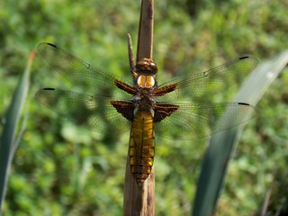 Dragonfly on a dry tree