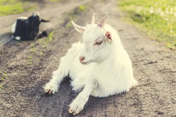 Cute young white goat grazing outdoors on the grass near the uniform in the summer