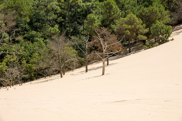 Erosion of trees on the edge of the Dune of Pilat, the tallest sand dune in Europe. La Teste-de-Buch, Arcachon Bay, Aquitaine, France