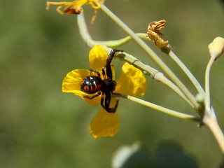 black spider on a yellow flower