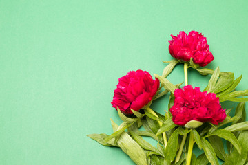 Beautiful peony flowers on green table with copy space for your text top view and flat lay style