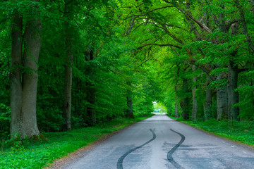 Naklejka premium forest road trees along at the countryside, car tyre tyres' traces tracks on the road, forest tree shadow