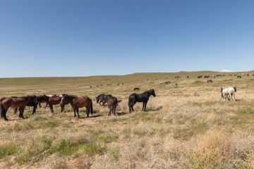 Fototapeta na wymiar Beautiful Wild Horses in Spring in the Utah Desert