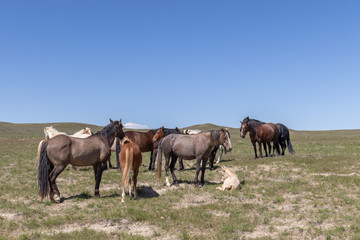 Fototapeta na wymiar Beautiful Wild Horses in Spring in the Utah Desert