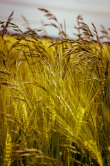 Weizenfeld Nahaufnahme Details