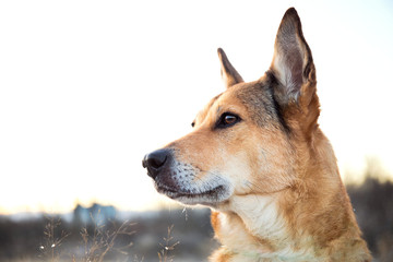 Portrait of happy red haired mongrel dog walking on sunny winter field.