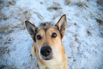 Portrait of happy red haired mongrel dog walking on sunny winter field.