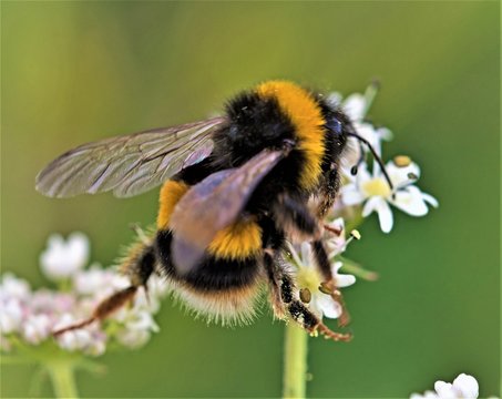 Honey bee pollen gathering and balancing act.