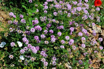 Fototapeta premium purple flowers on the meadow