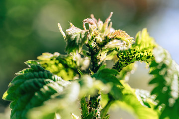 Small aphids in the garden. Dangerous pests of flowering plants. Leaf aphid on young leaves. Small...