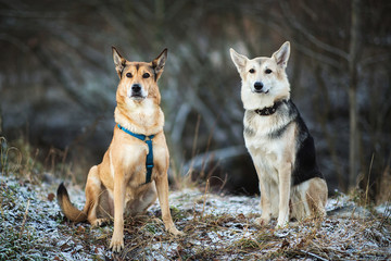 Portrait of two dogs sitting on a meadow in winter field.