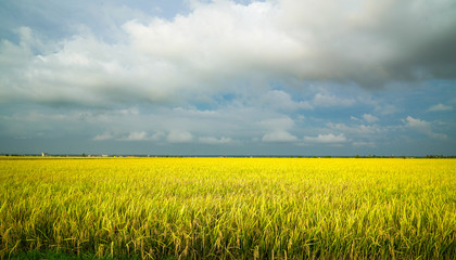 Golden green paddy field