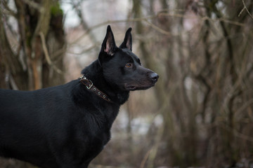 Portrait of cute mixed breed black dog walking on winter meadow.