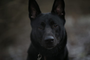 Portrait of cute mixed breed black dog walking on winter meadow.