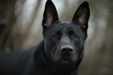 Portrait of cute mixed breed black dog walking on winter meadow.