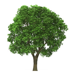 Tree isolated on white background for graphic decoration, suitable for both web and print media 