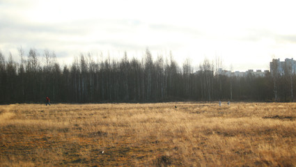 Two cute husky dogs walking on autumn meadow.