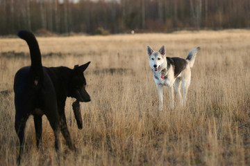 Two cute mixed breed black dogs walking on autumn meadow.