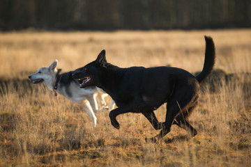 Two cute mixed breed black dogs walking on autumn meadow.