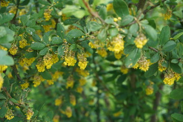 Bush with yellow flowers and green leaves