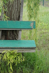 Green bench under willow tree