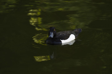 Crested blacken. Black duck Duck with a tuft. Duck. Wild duck.
