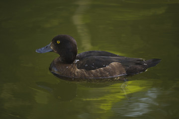 Crested blacken. Black duck Duck with a tuft. Duck. Wild duck.