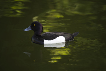Crested blacken. Black duck Duck with a tuft. Duck. Wild duck.