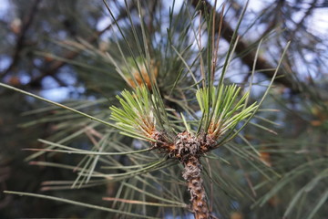 New and old pine needles