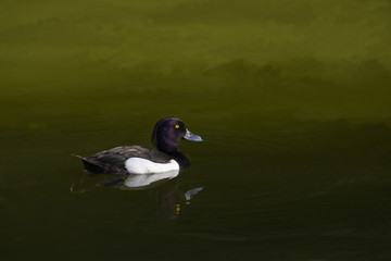 Crested blacken. Black duck Duck with a tuft. Duck. Wild duck.