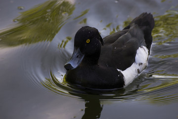 Crested blacken. Black duck Duck with a tuft. Duck. Wild duck.
