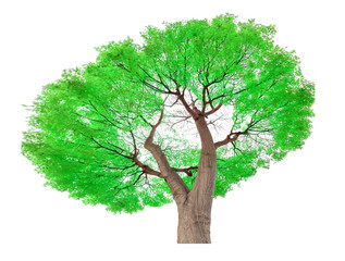 Obraz premium Tree isolated on white background for graphic decoration, suitable for both web and print media 