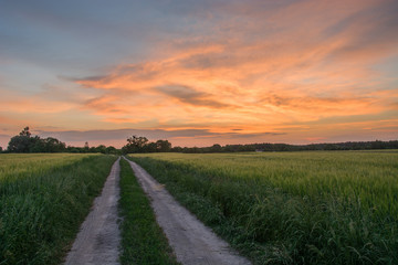 Fototapeta na wymiar Ground road through fields of green barley and colorful evening clouds after sunset
