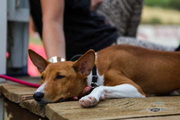 Sad dog laying on the wooden floor
