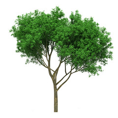Tree isolated on white background for graphic decoration, suitable for both web and print media 